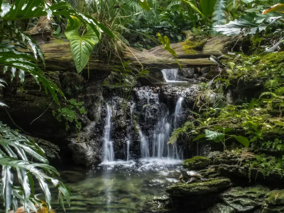 Waterfall and dense tropical planting at Pinecrest Gardens, the former Parrot Jungle site.